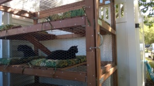 darwin and bonkers in the outdoor cat enclosure / catio