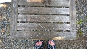 all the bent nails after nailing the laun slats onto the outdoor cat enclosure / catio