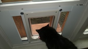 bonkers using the outdoor cat enclosure / catio cat door in the dining room window