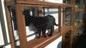 darwin testing out the outdoor cat enclosure / catio cat door and connector