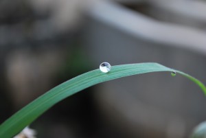 drop of water on a blade of grass in our yard