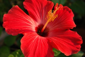 red hibiscus in our yard