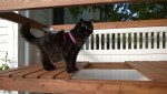bonkers investigating outdoor cat enclosure / catio leash