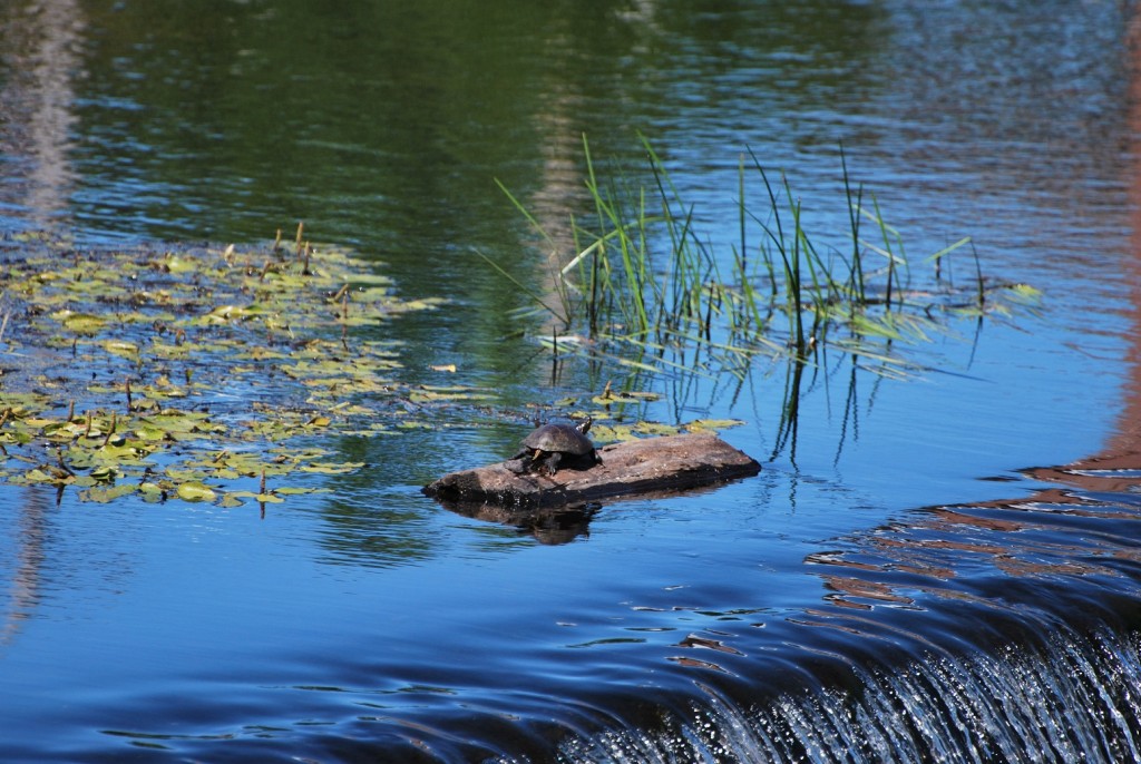 turtle relaxing on a log in the ipswich river