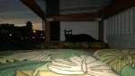 darwin enjoying a peaceful evening in the outdoor cat enclosure / catio
