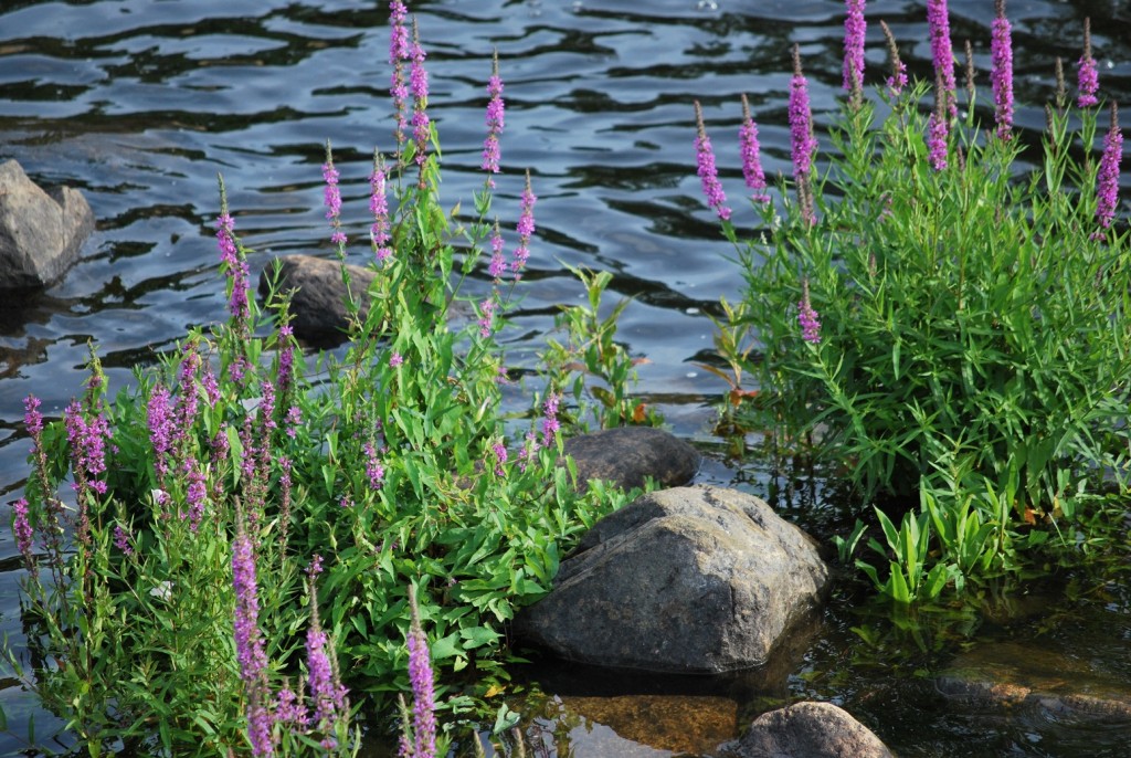 purple flowers in the ipswich river