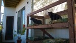 darwin and bonkers in the outdoor cat enclosure / catio