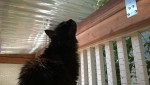 bonkers enjoying the outdoor cat enclosure / catio