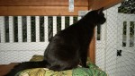 darwin enjoying a rainy morning in the outdoor cat enclosure / catio