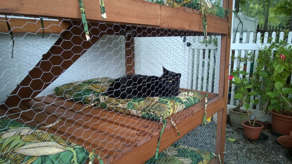 darwin enjoying the cat enclosure / catio