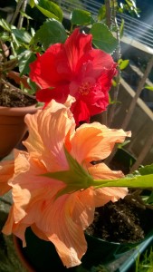 double hibiscus flowers in our garden, orange and red