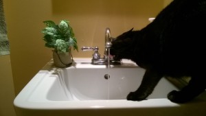 darwin drinking water from the bathroom sink