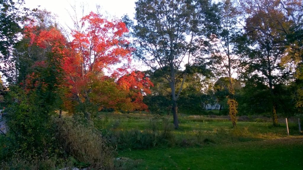 fall foliage in the tree outside our house