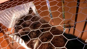 bonkers in the outdoor cat enclosure / catio