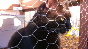darwin in the outdoor cat enclosure / catio