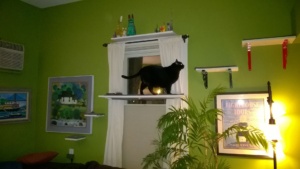 birdie using the living room window cat shelf / platform
