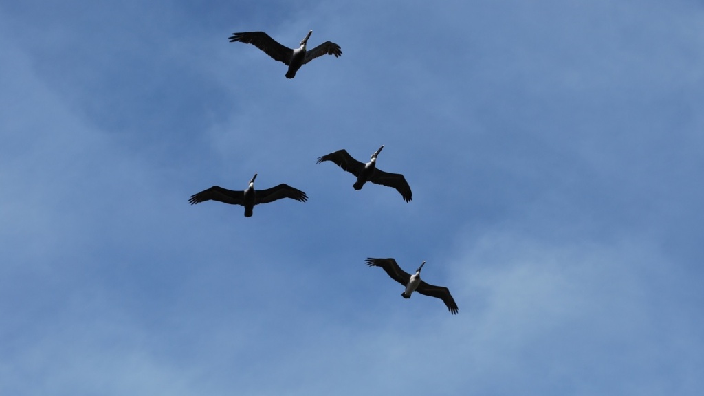 sanibel florida trip, ding darling flying pelicans