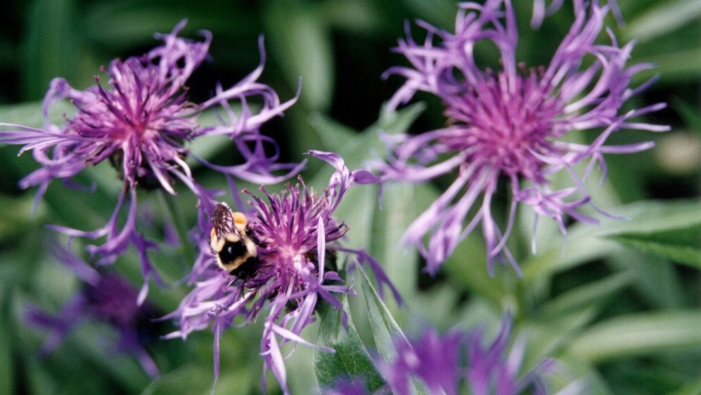woodstock vt purple flowers and bee