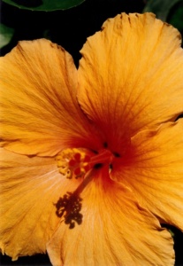 sanibel fl yellow hibiscus flower