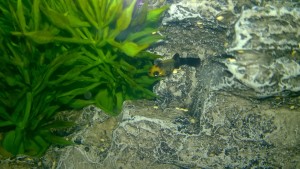 baby golddust molly fish