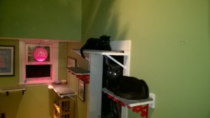 cats sleeping on the new upstairs hall cat platorms - birdie on top, darwin below