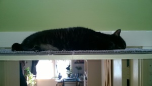 birdie in pure bliss mode on her new upstairs hall cat platform
