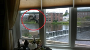 the squirrel climbing up our window to reach the bird feeder