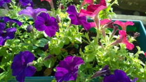 red and purple petunias in our yard