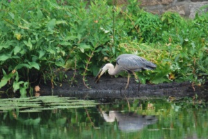 great blue heron holding his fish in his mouth