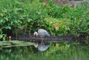 great blue heron carefully rinsing his fish off in the river