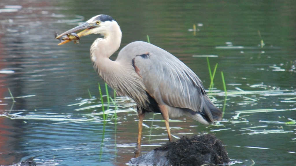 great blue heron catching fish in the ipswich river