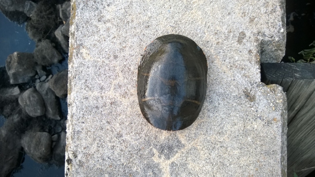 juvenile painted turtle i rescued from the fish ladder during drought