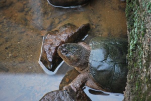 snapping turtle entering the river from the storm drainage system below our yard