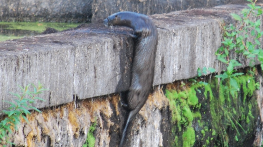 the male otter scaling the dry dam using the pile of rocks below