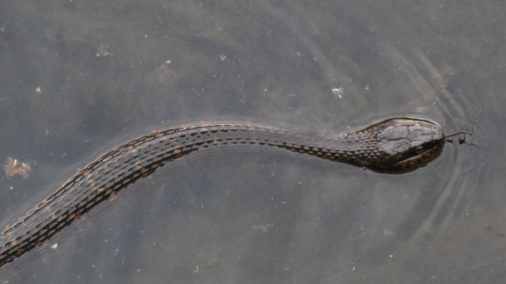 northern water snake swimming in the ipswich river below the ipswich mills dam