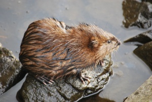 wee baby beaver on a rock in the ipswich river