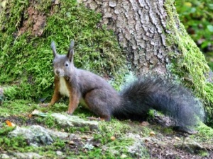 triberg black forest squirrel courtesy of traveladvisor.com