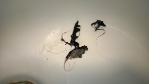 the disgusting clumps of rotting hair i pulled out of the shower drain