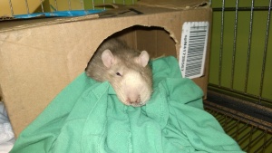 franc after returning from the vet & getting his abscess drained