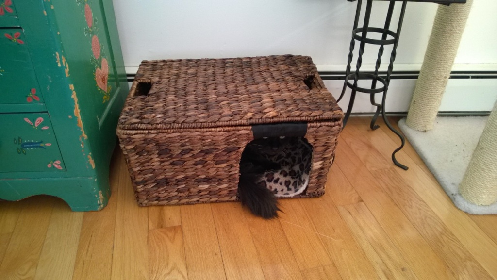 bonkers inside the pottery barn woven basket i cut into a cat bed