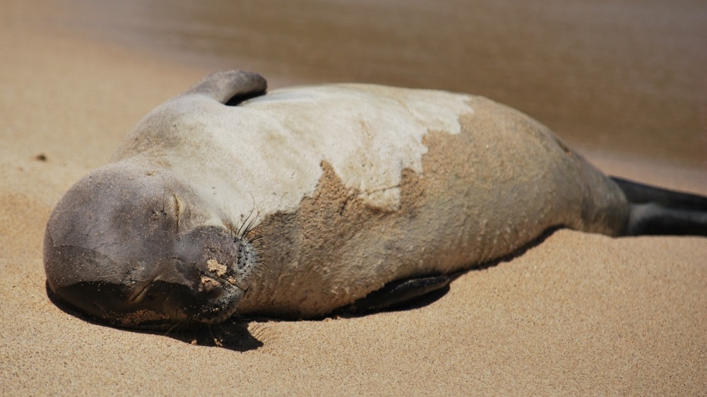 we saw a monk seal sleeping on poipu beach, kauai, hawaii
