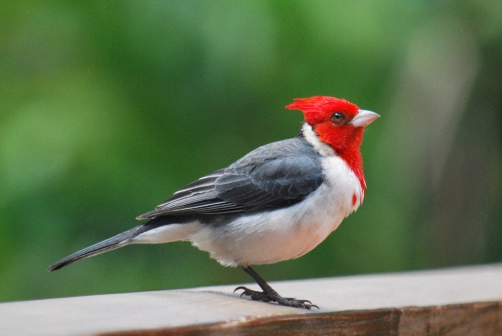 a red-crested cardinal, kauai, hawaii
