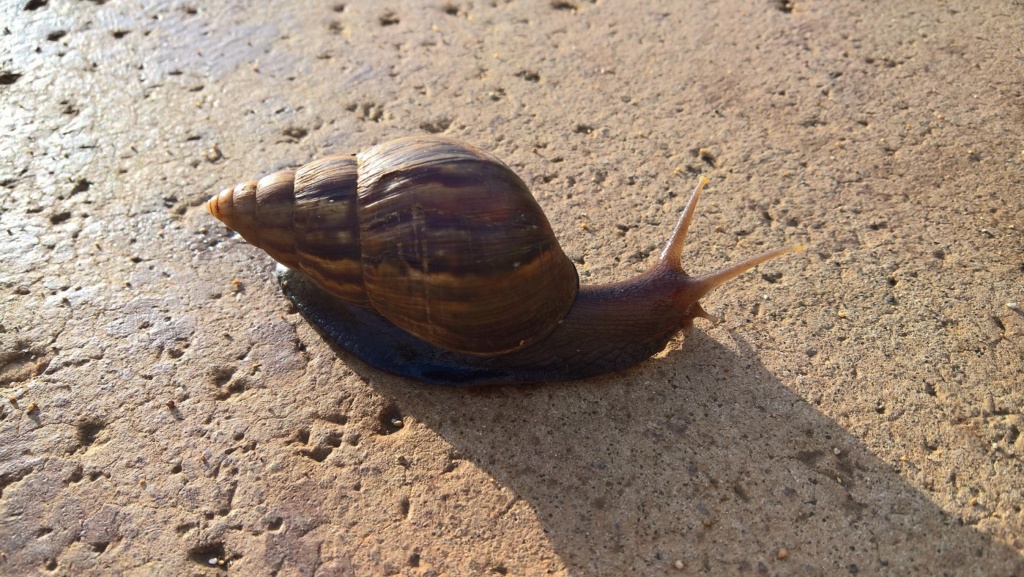 huge snail hubby came across, kauai, hawaii