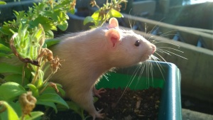 franc in his window box, summer 2016 - i used this as my portrait outline