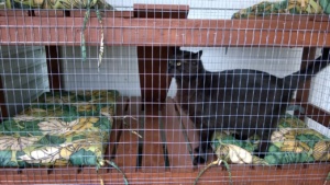 darwin checking out the updated catio with welded wire