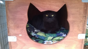 darwin sleeping in the catio sleeping box!