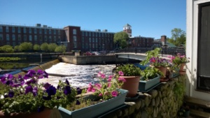 i planted petunias in our back yard pots - view of the ipswich river & dam