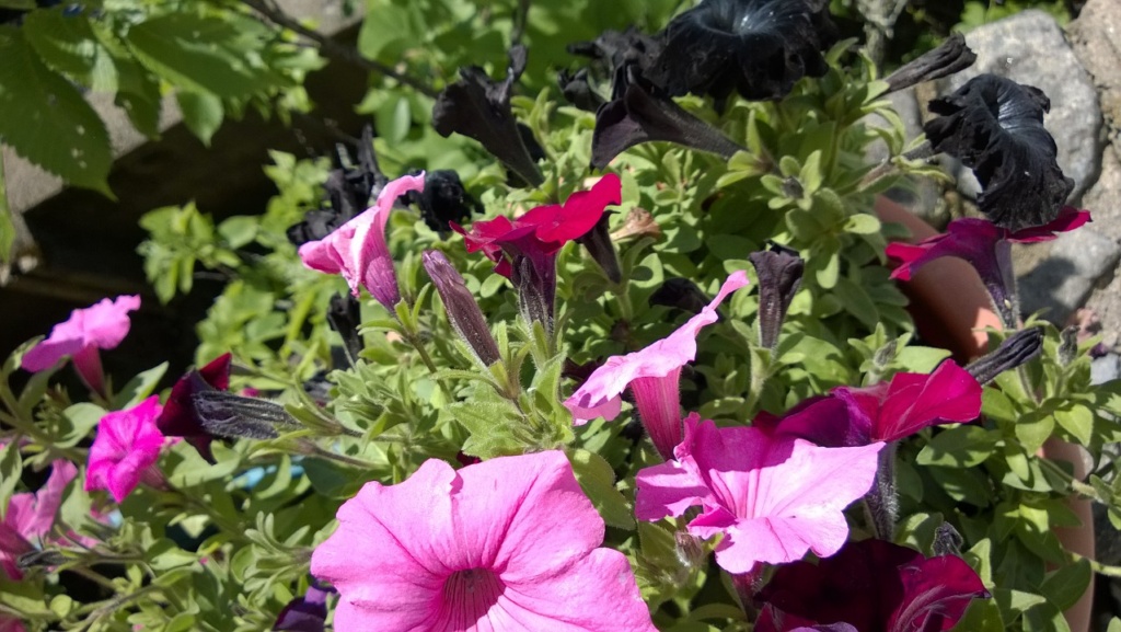 the petunias i planted in our back yard are growing beautifully