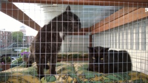bonkers and darwin in the catio