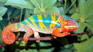 i found another chameleon picture with a very colorful head